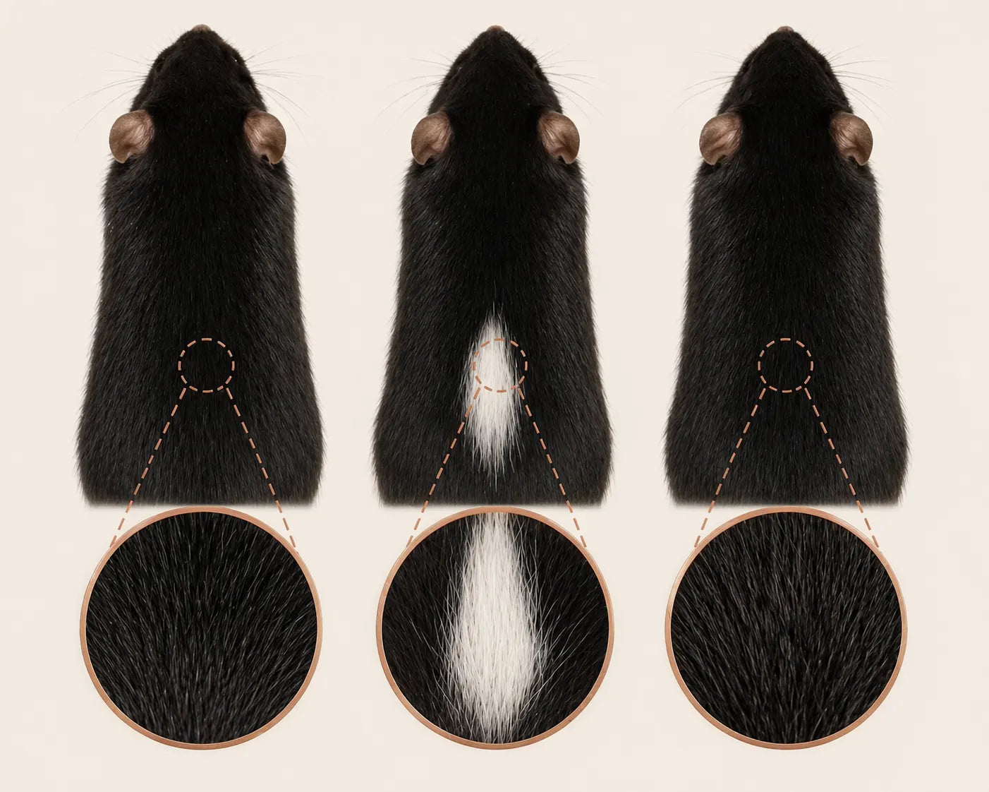 Three mice showing control pigmentation, stress-induced greying, and protection via receptor deletion.
