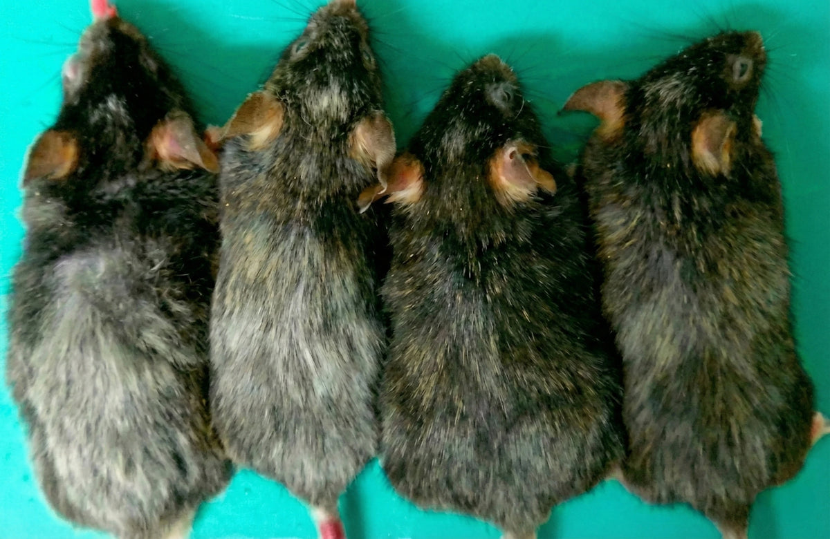 Differences between control and Luteolin-fed mice [Ref 1].