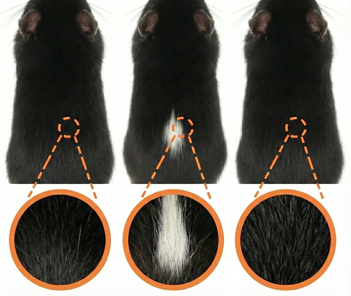 Hair greying induced by stress signaling. Control group (left); Noradrenaline injection triggers rapid pigment loss (center); Genetic deletion of the stress receptor prevents greying (right) [Ref 1].