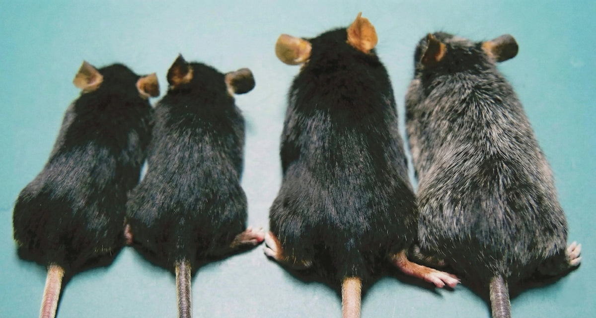 Comparison of hair greying in wild-type and RET mice at 1 month and 20 months of age [Ref 3].